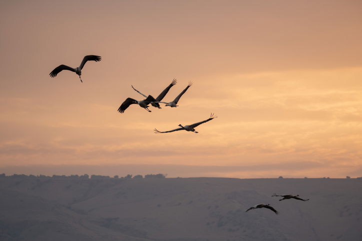 עגורים בעמק החולה