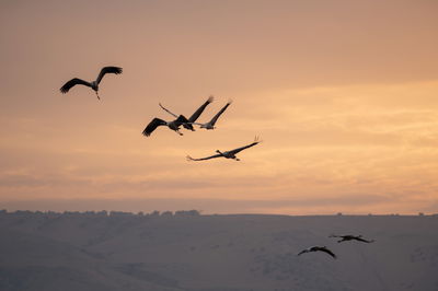 עגורים בעמק החולה
