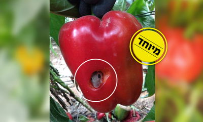 מה חיפש העכבר בתוך הפלפל האדום? • צפו