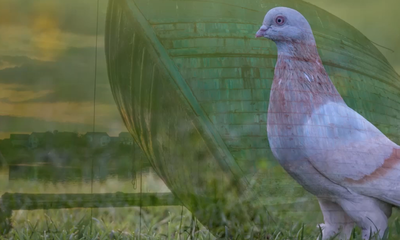 ניב שקד בסינגל ביכורים חדש: "נח"