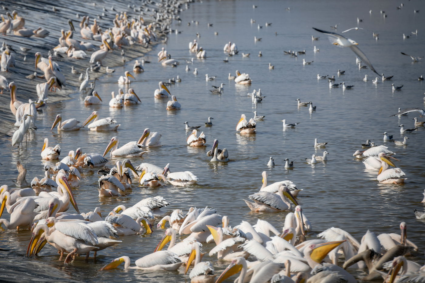 מרהיב: עשרות שקנאים במאגר מים • תיעוד