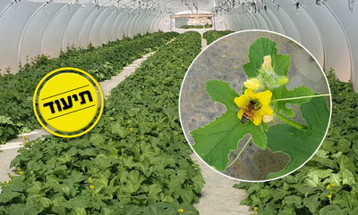 מה עושות הדבורים בתוך החממות? • צפו