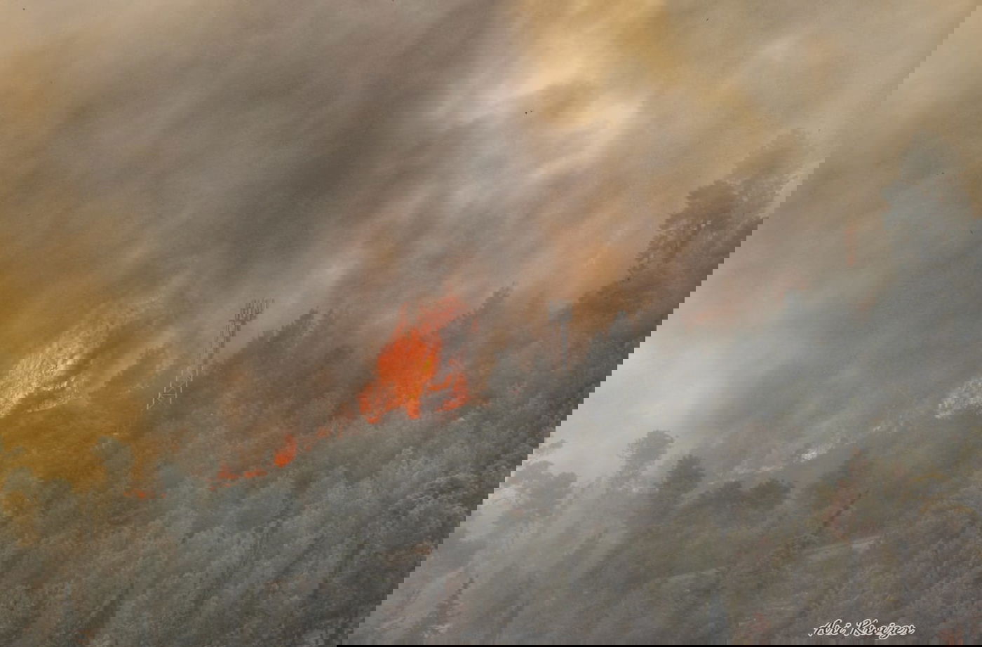 סוד האש: אסון הכרמל והדלקת נרות חנוכה