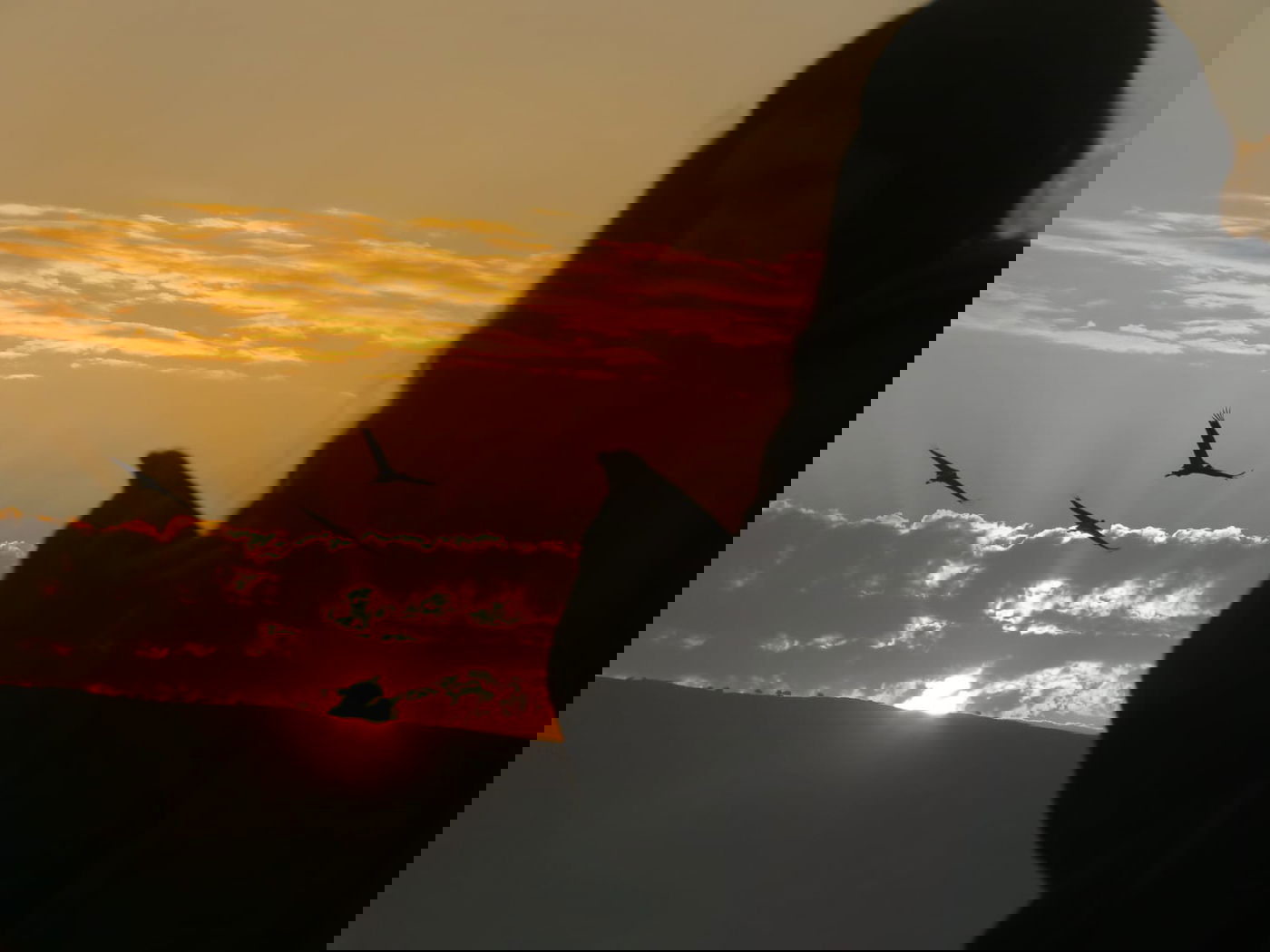 הבוקר באגמון החולה: עגורים ופלמינגו • צפו