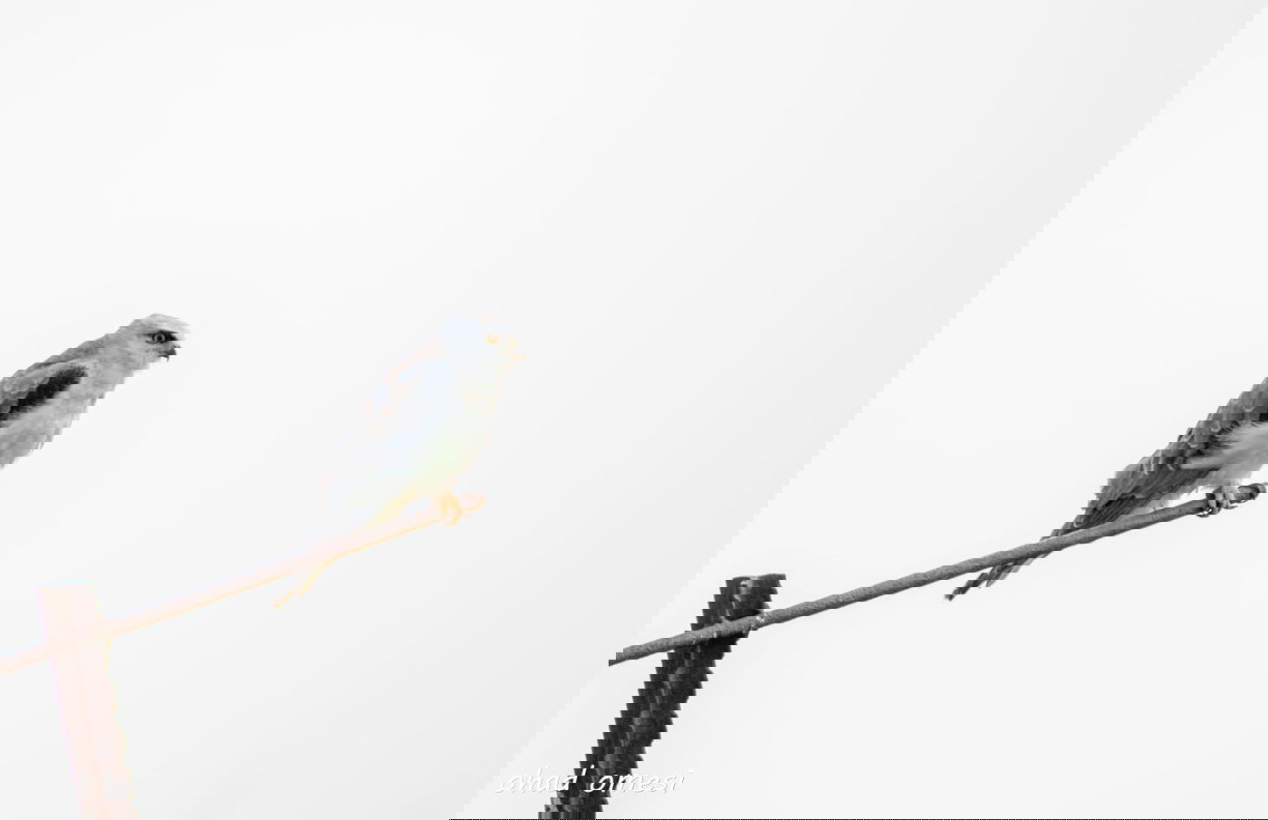 זרימת המים החמים במאגר בנטל - וציפורים