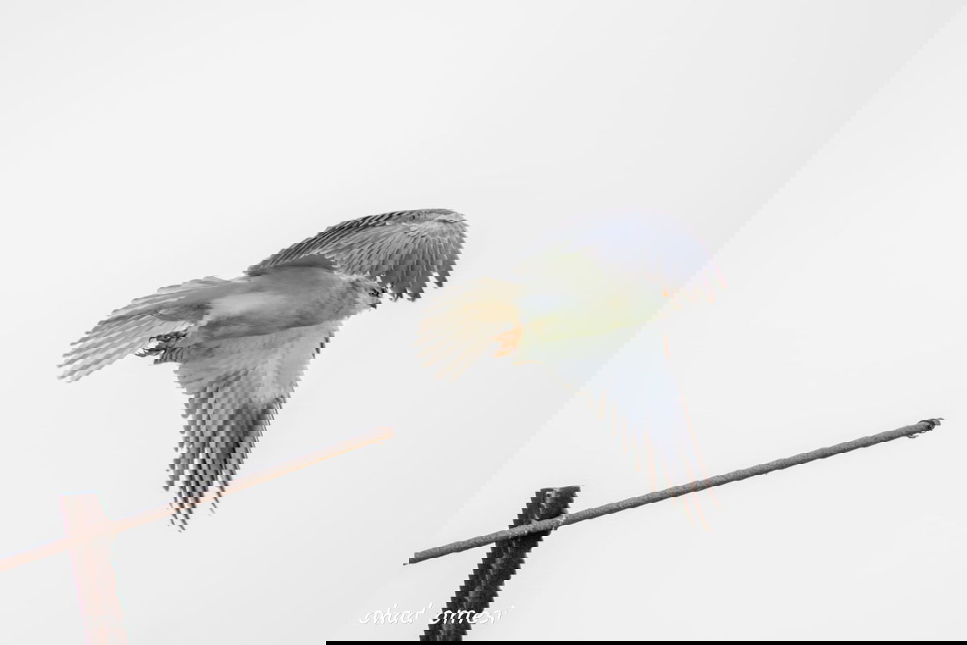 זרימת המים החמים במאגר בנטל - וציפורים