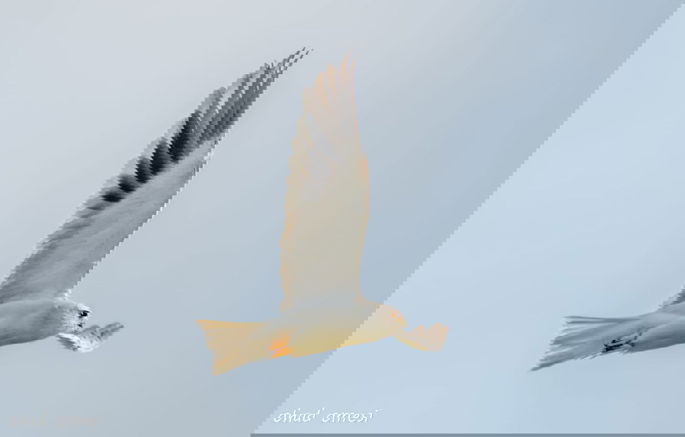 זרימת המים החמים במאגר בנטל - וציפורים