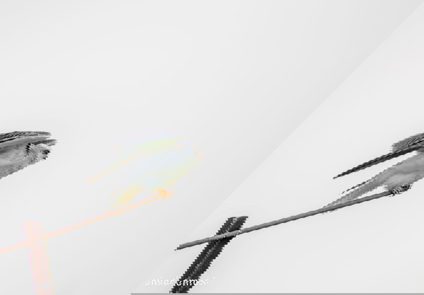 זרימת המים החמים במאגר בנטל - וציפורים