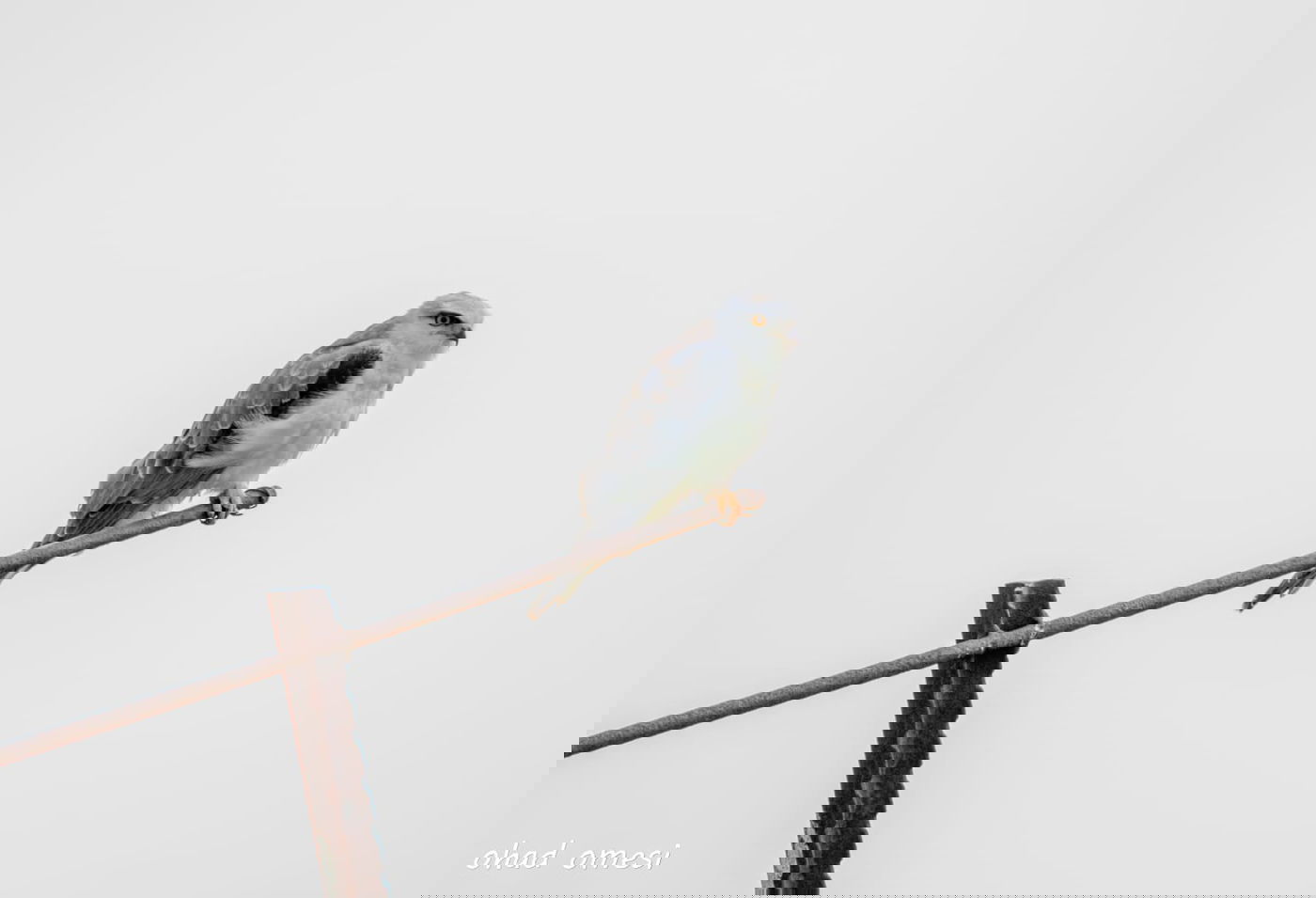 זרימת המים החמים במאגר בנטל - וציפורים