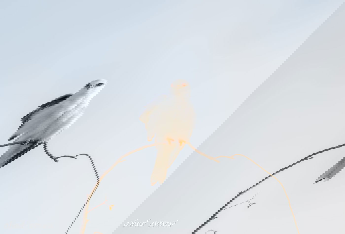 זרימת המים החמים במאגר בנטל - וציפורים