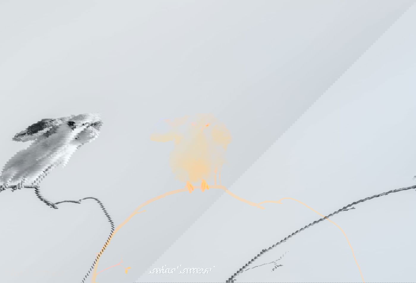 זרימת המים החמים במאגר בנטל - וציפורים