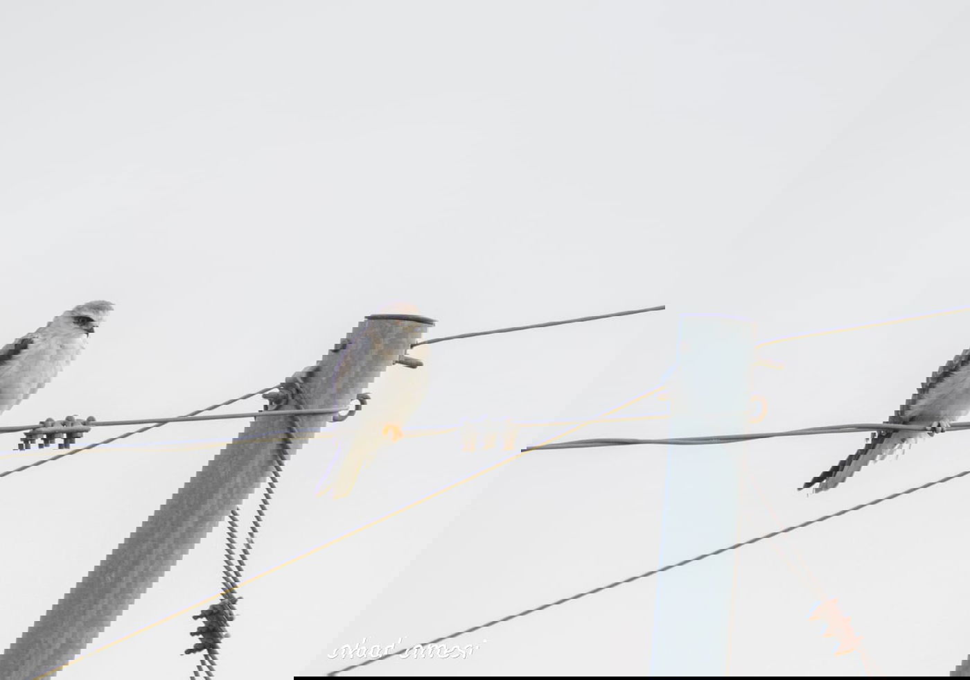 זרימת המים החמים במאגר בנטל - וציפורים