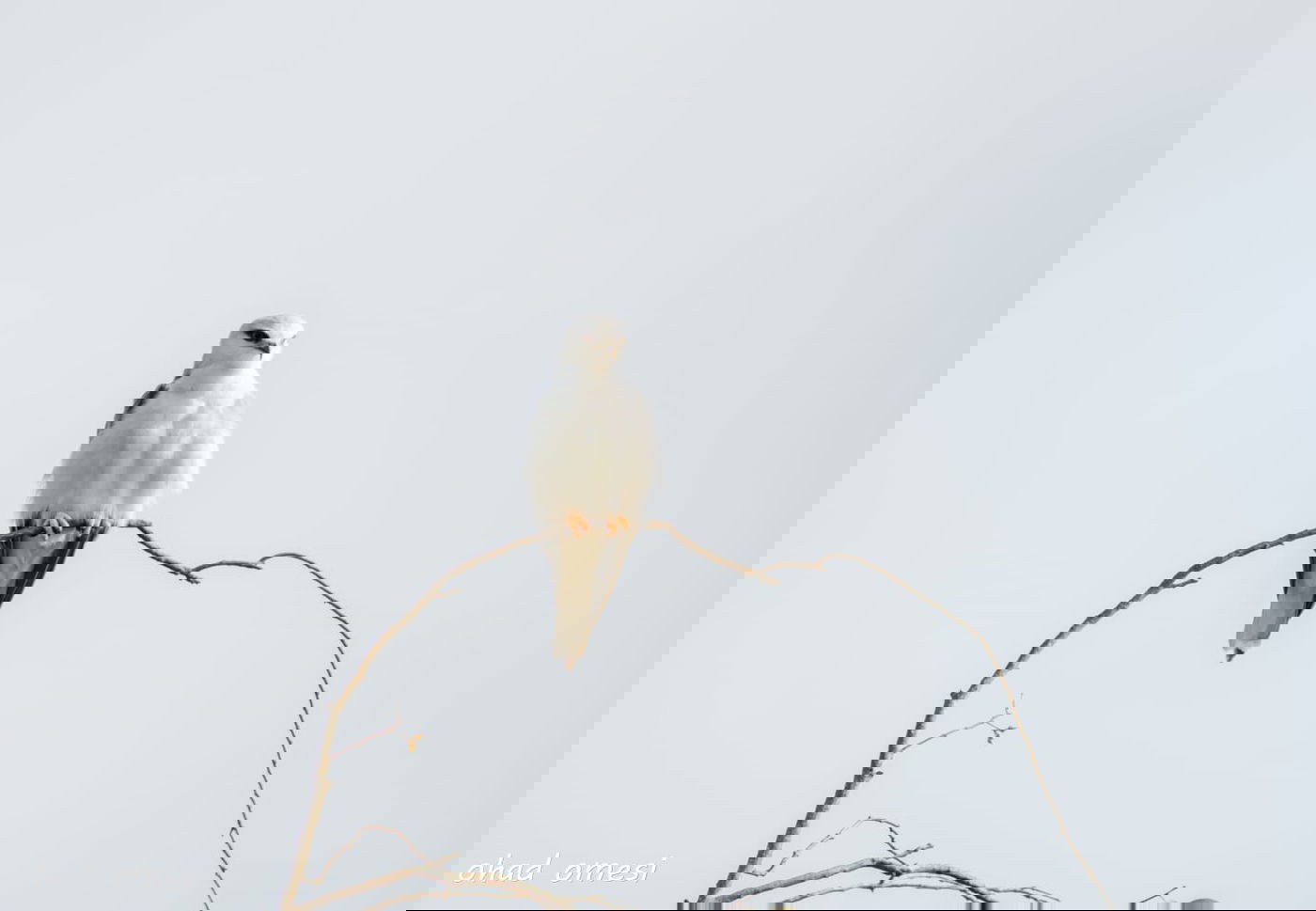 זרימת המים החמים במאגר בנטל - וציפורים