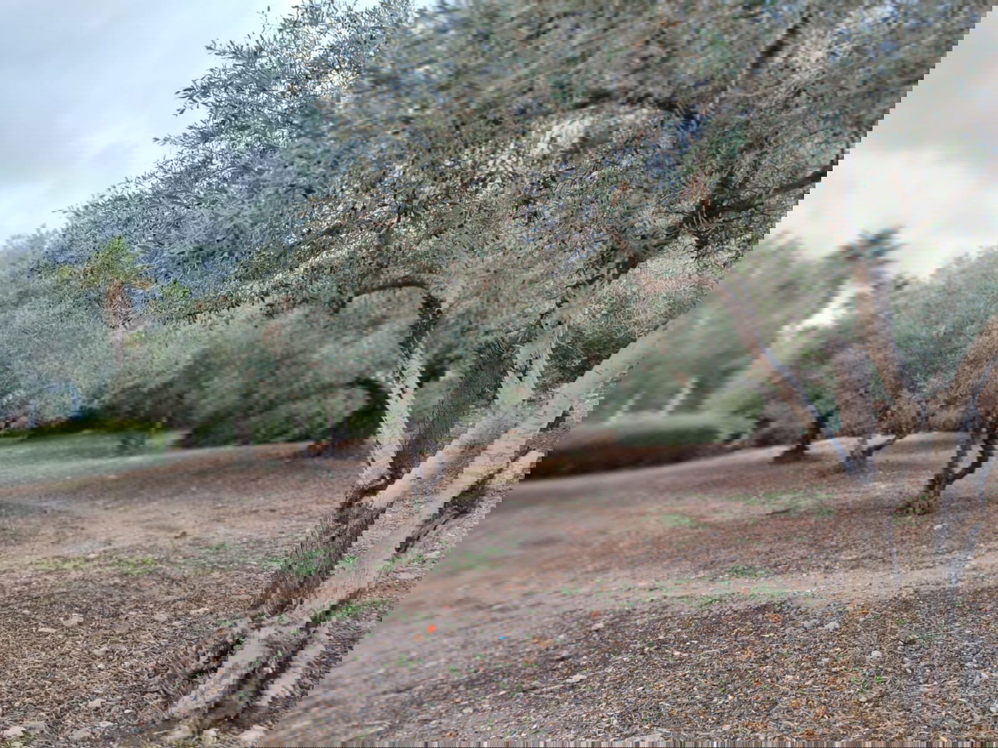 זכרון יעקב בחורף: מ'גריינמן' עד הטיילת • צפו