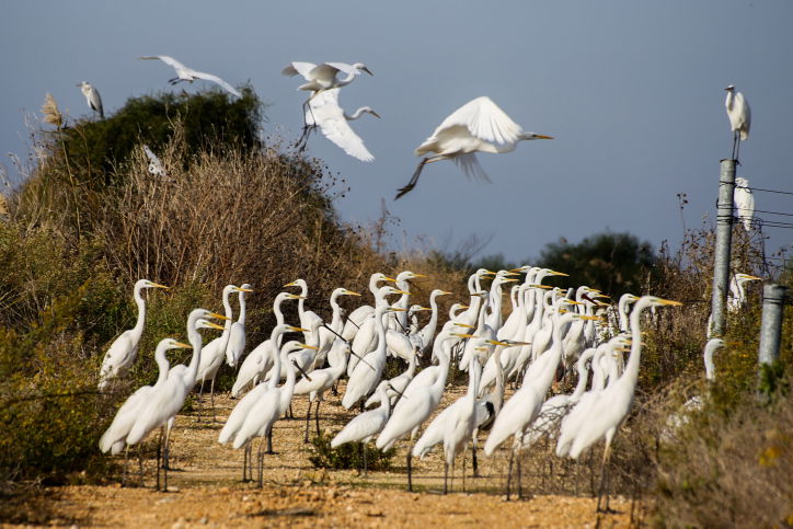 ציפורים נודדות ליד מעגן מיכאל
