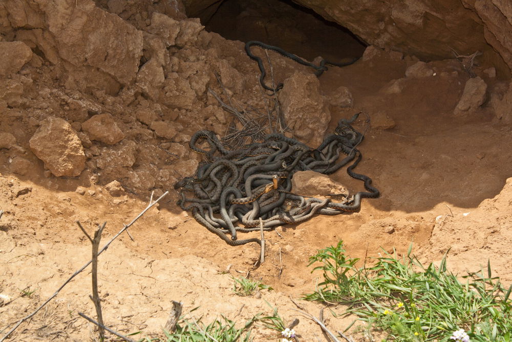 איך זרק ראובן את יוסף לבור מלא בנחשים?