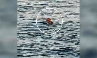 צפו בתיעוד: השוטרים חילצו תן - בלב הים