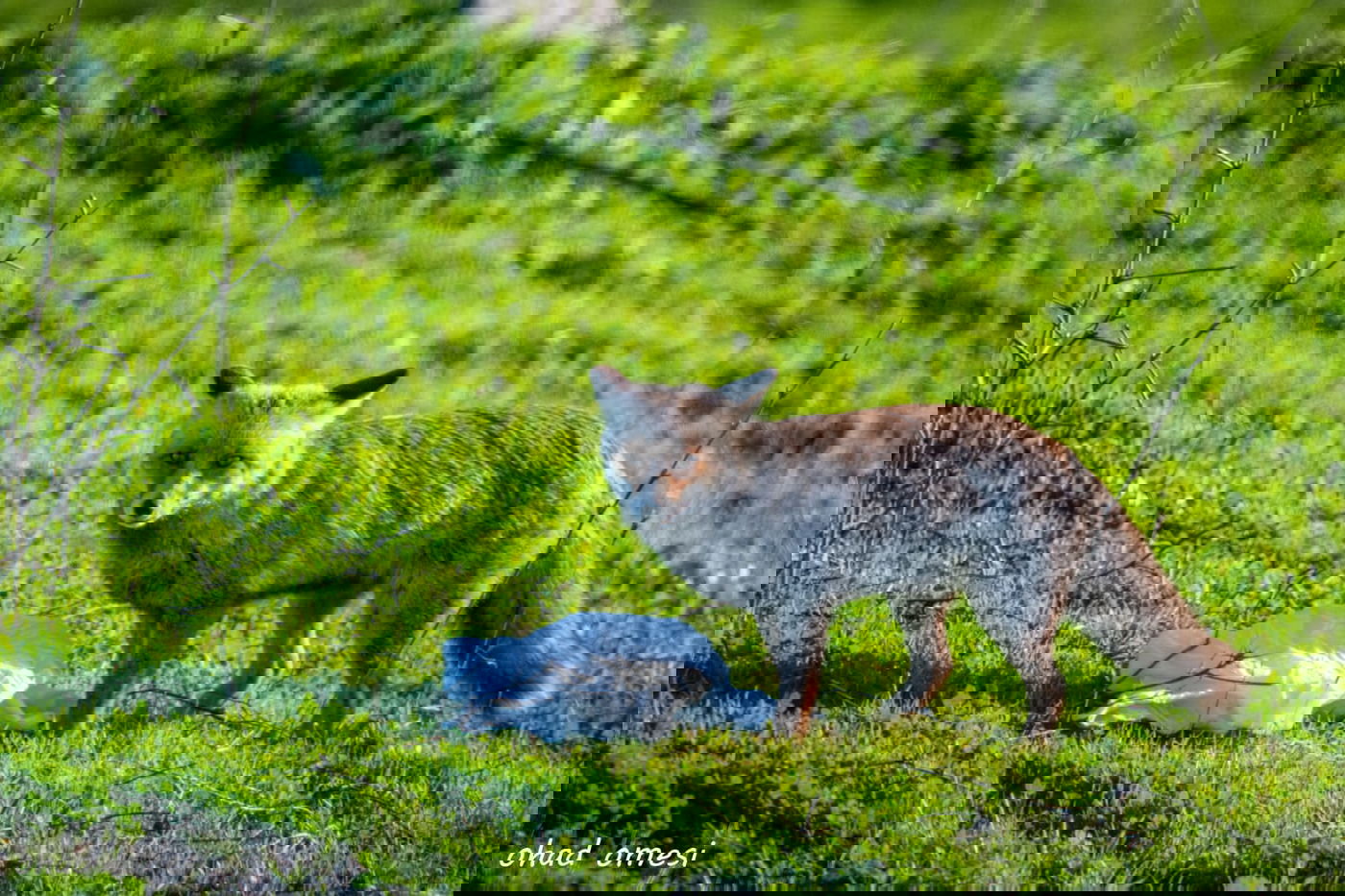 שועל, דאה, נחליאלי וכרם ענבים בעת שלכת
