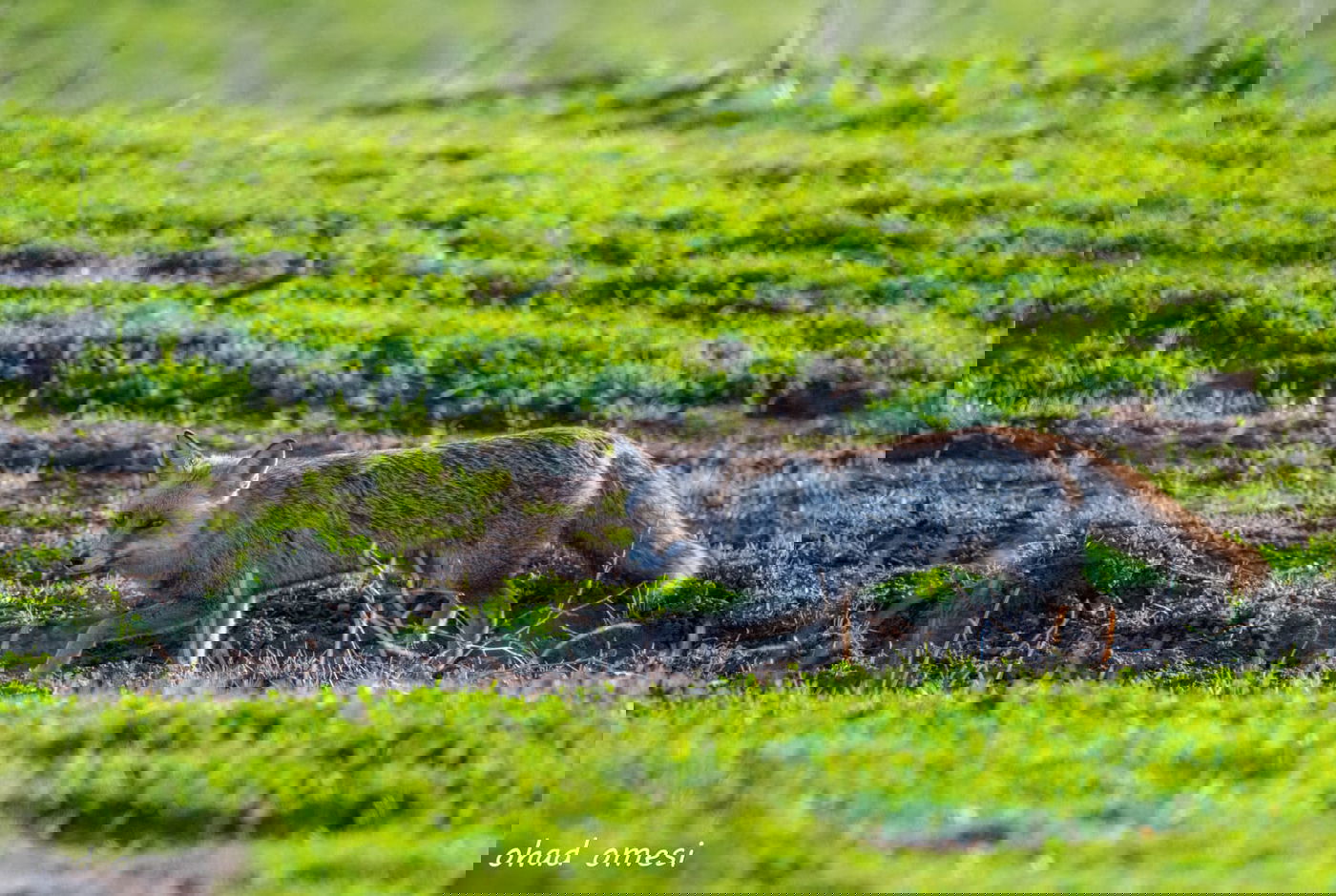 שועל, דאה, נחליאלי וכרם ענבים בעת שלכת