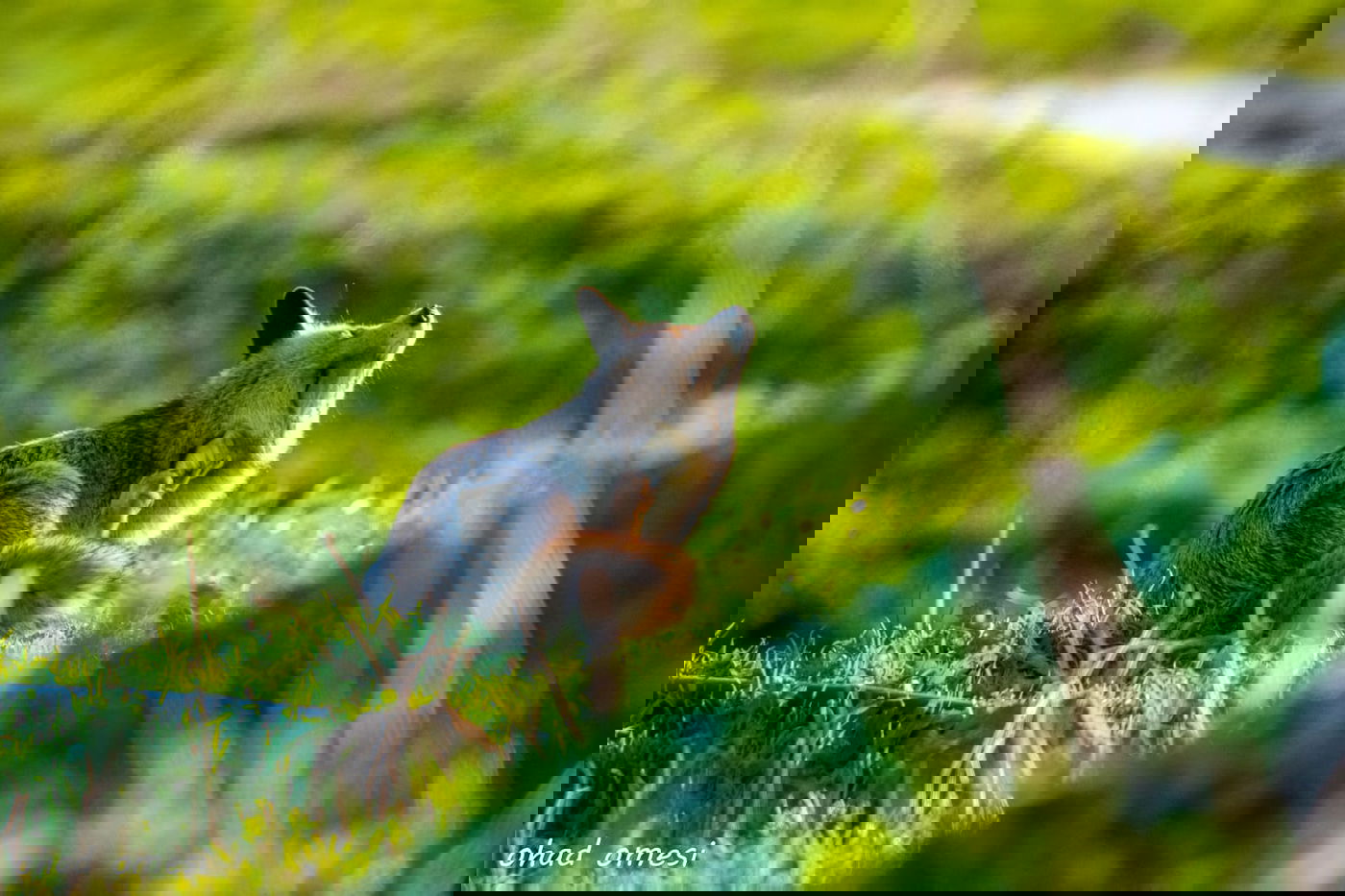 שועל, דאה, נחליאלי וכרם ענבים בעת שלכת