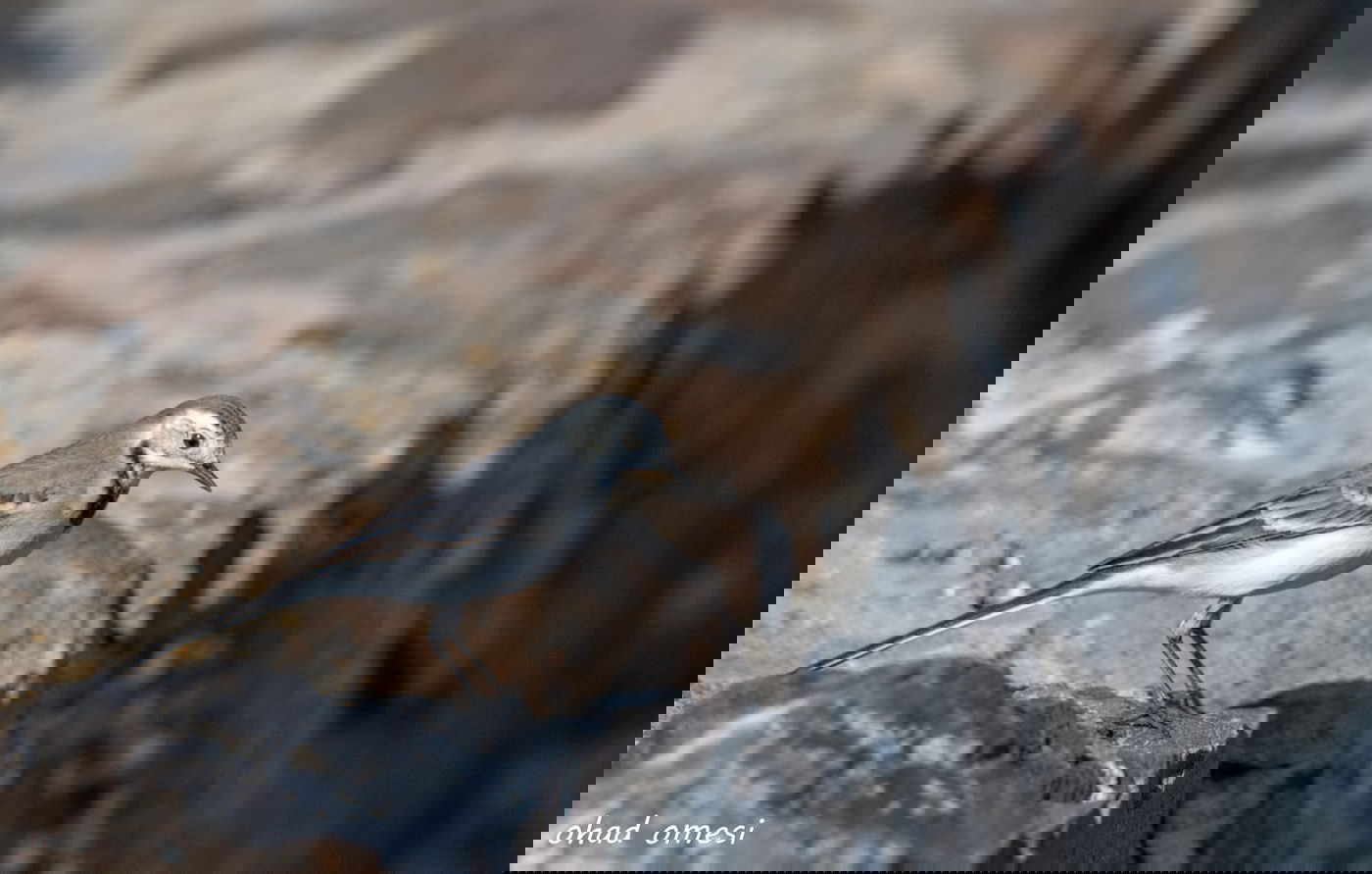 שועל, דאה, נחליאלי וכרם ענבים בעת שלכת