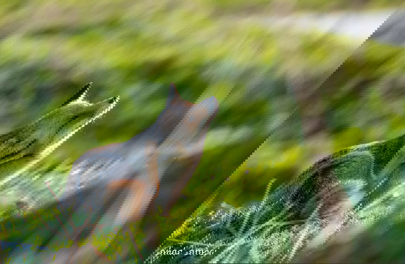 שועל, דאה, נחליאלי וכרם ענבים בעת שלכת