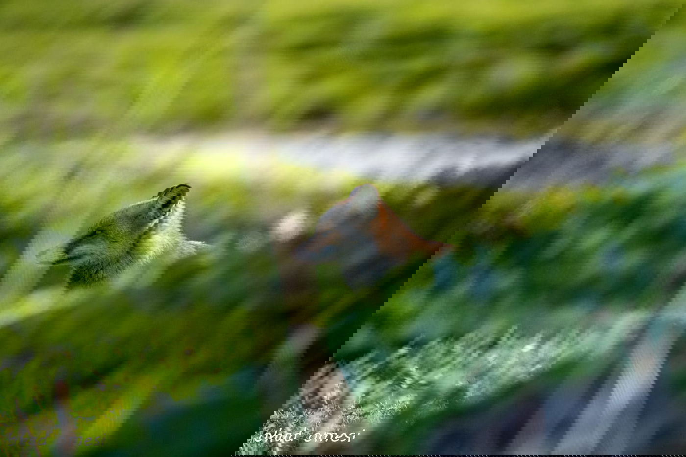 שועל, דאה, נחליאלי וכרם ענבים בעת שלכת