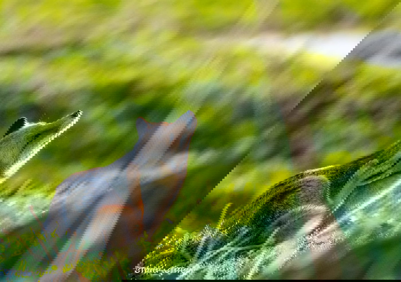 שועל, דאה, נחליאלי וכרם ענבים בעת שלכת