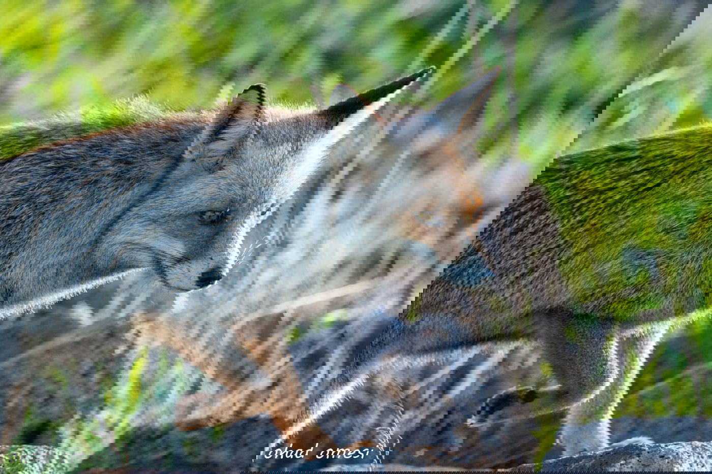 שועל, דאה, נחליאלי וכרם ענבים בעת שלכת