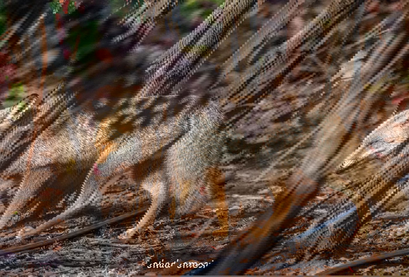 שועל, דאה, נחליאלי וכרם ענבים בעת שלכת