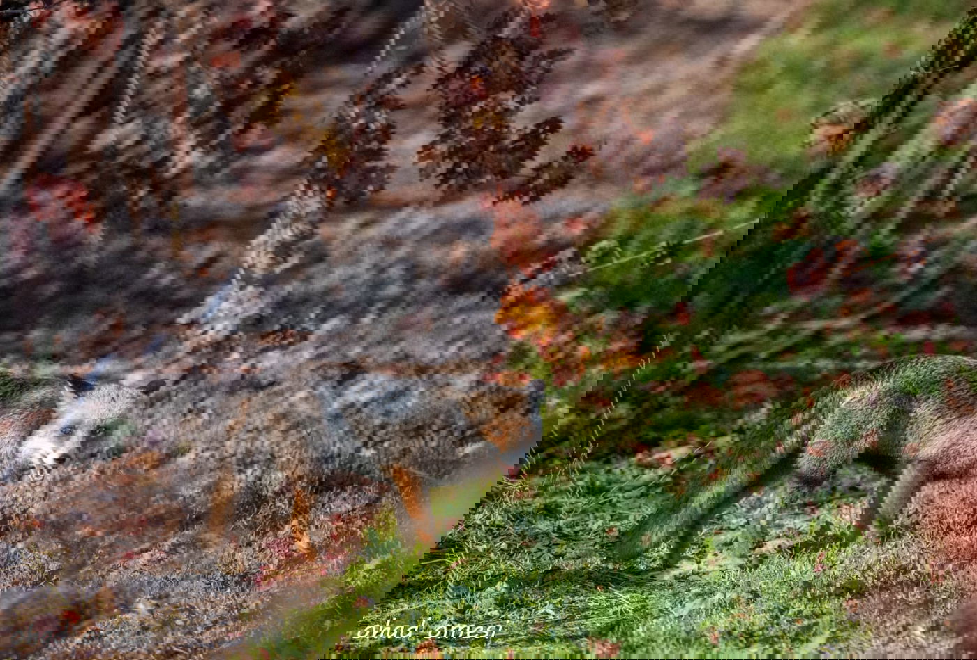 שועל, דאה, נחליאלי וכרם ענבים בעת שלכת