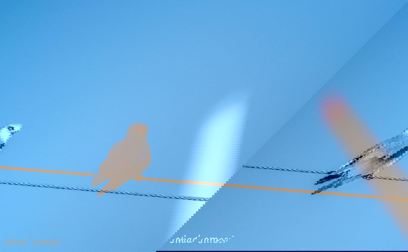 שועל, דאה, נחליאלי וכרם ענבים בעת שלכת