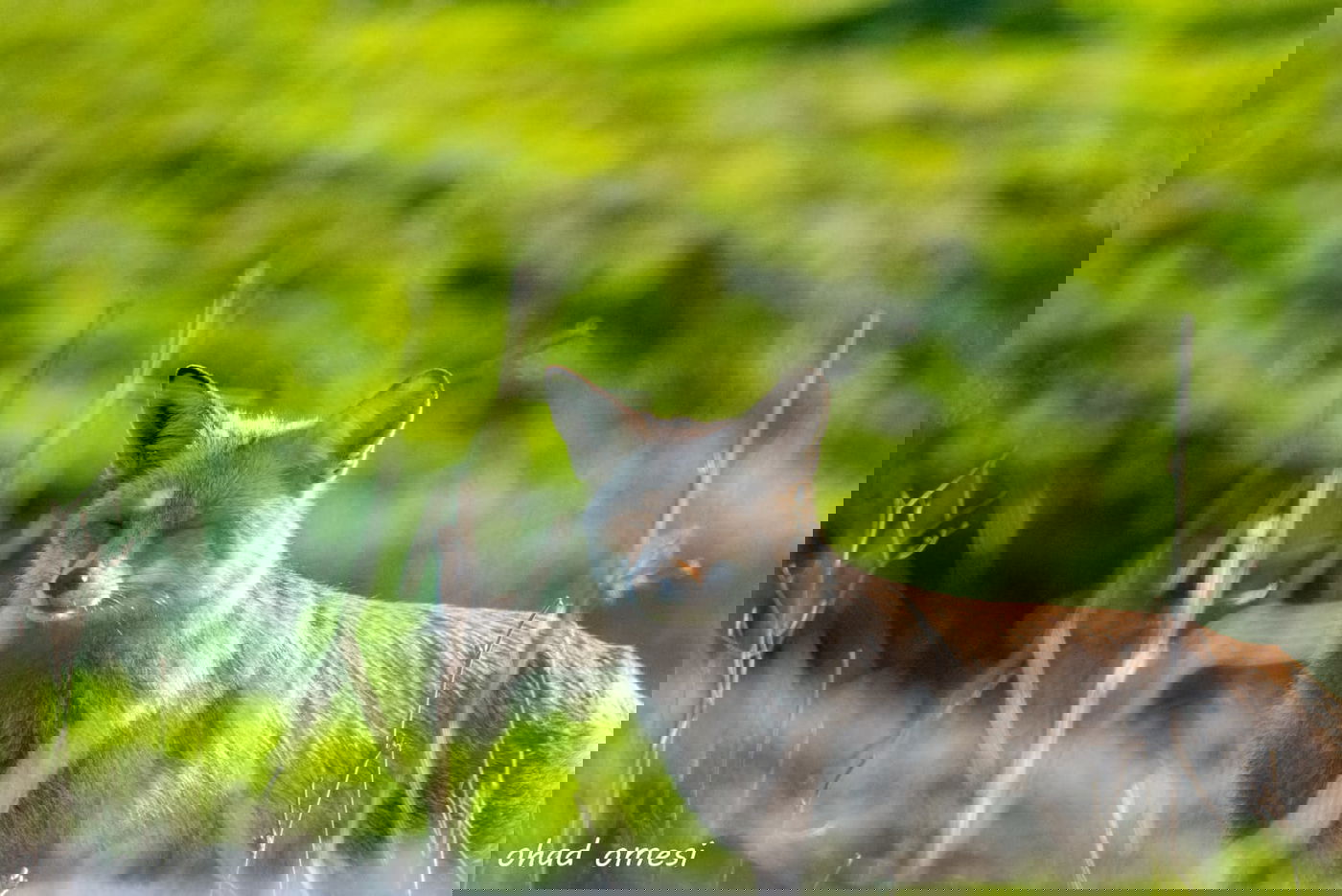 שועל, דאה, נחליאלי וכרם ענבים בעת שלכת