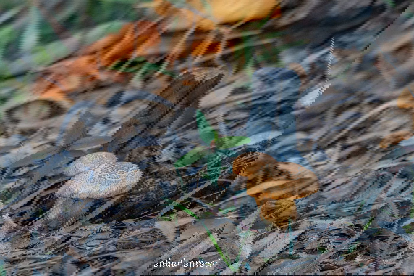 שועל, דאה, נחליאלי וכרם ענבים בעת שלכת