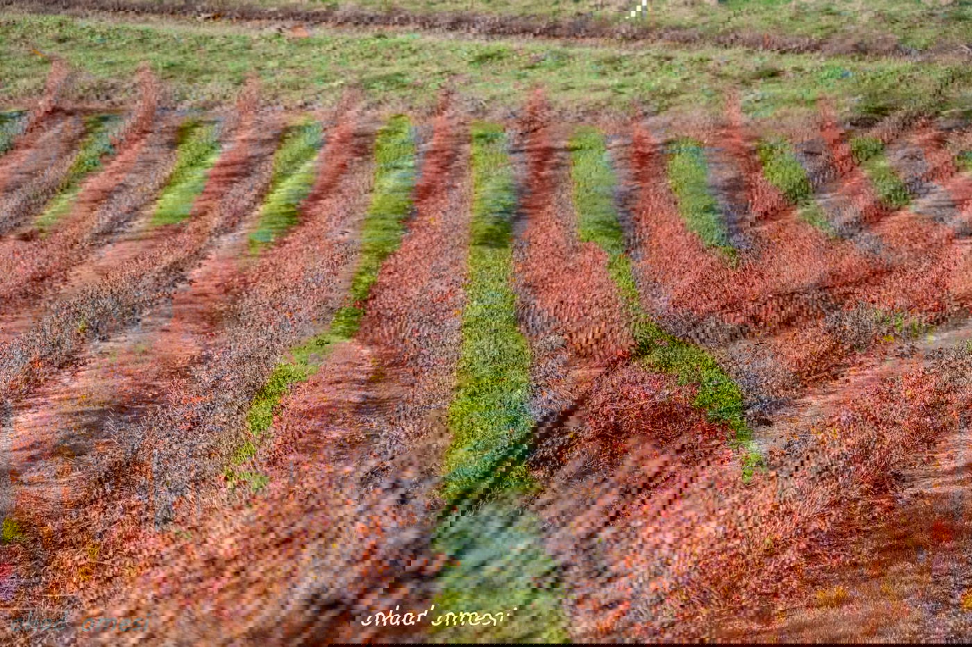 שועל, דאה, נחליאלי וכרם ענבים בעת שלכת