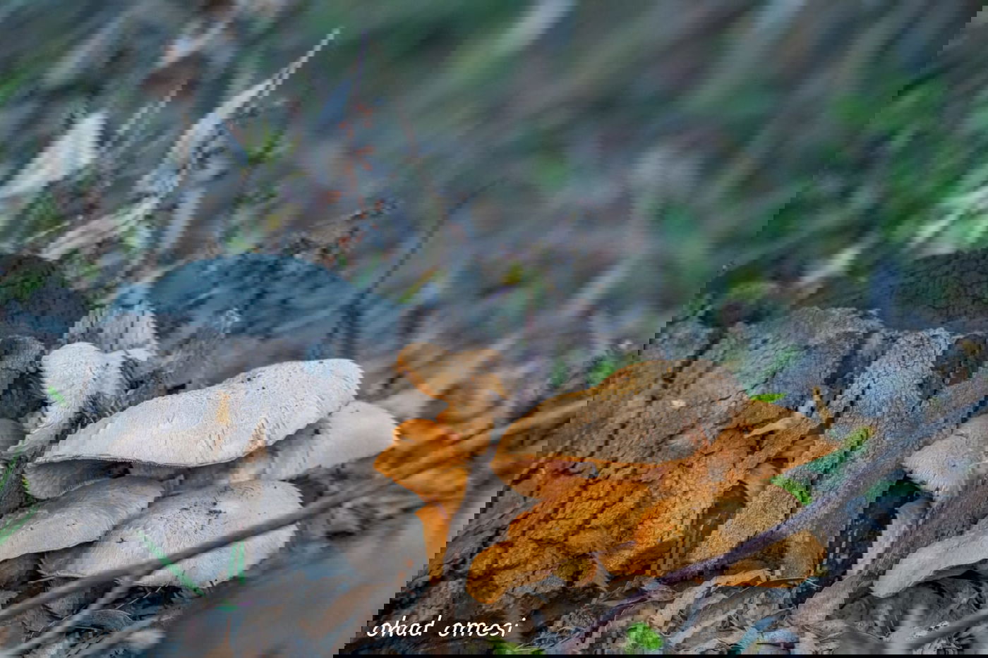 שועל, דאה, נחליאלי וכרם ענבים בעת שלכת