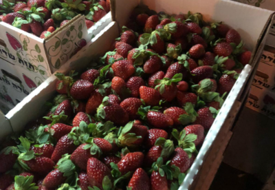 צפו: 8 טון תותים הוברחו מהרצועה לישראל