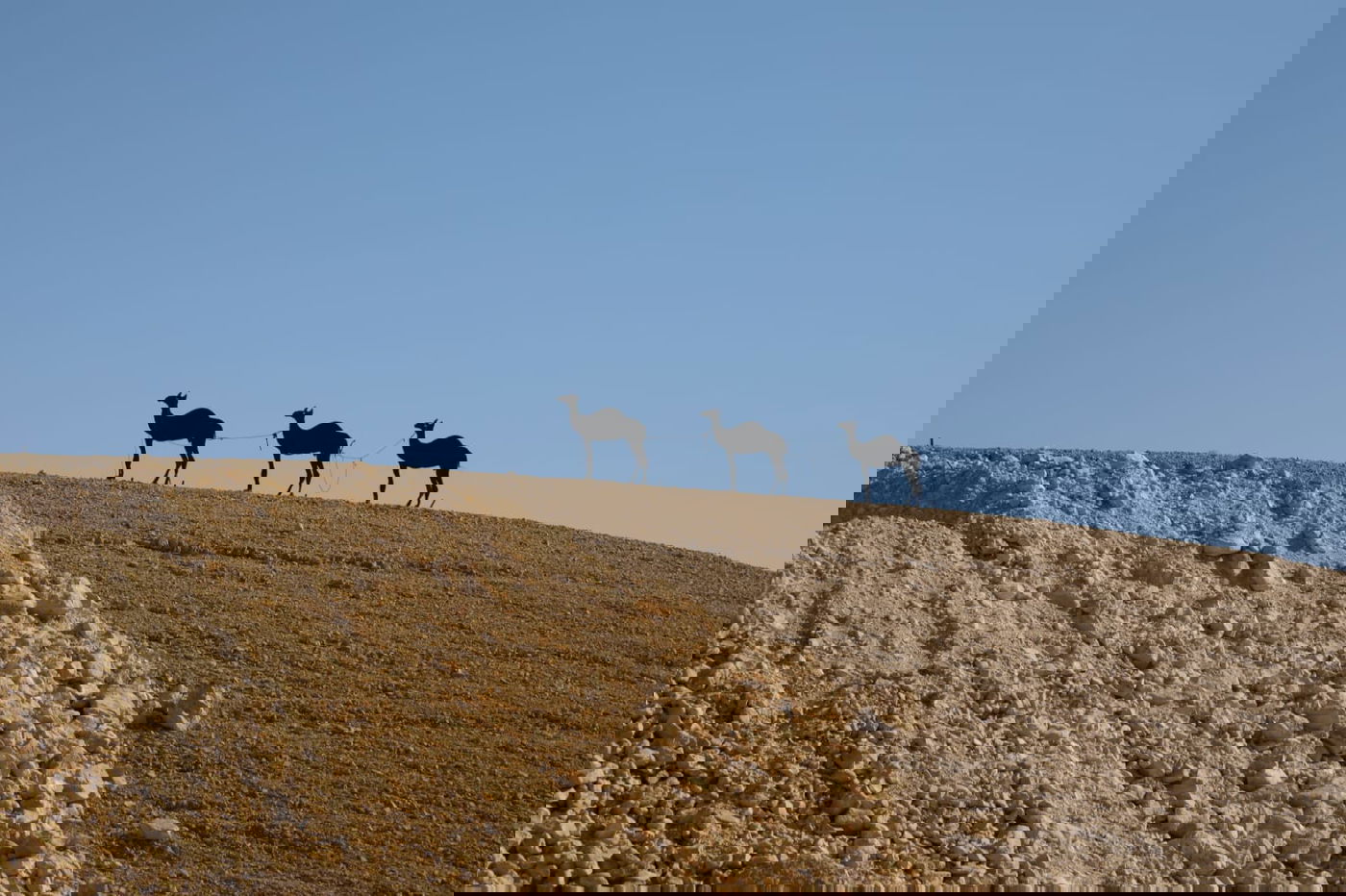 תיעוד צבעוני: רגע לפני סגירת ה'איים הירוקים'