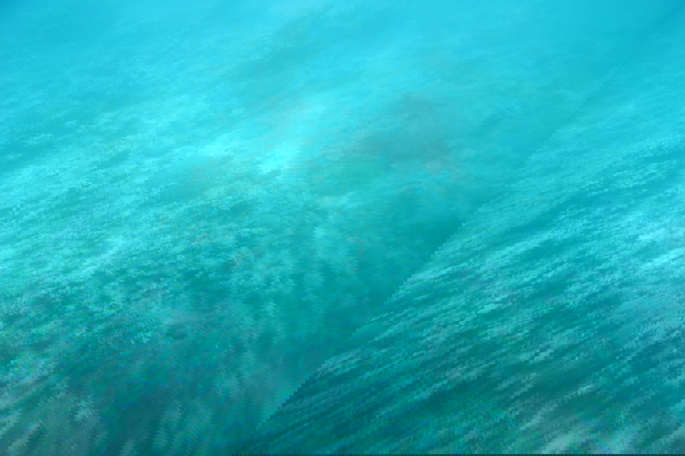 תיעוד צבעוני: רגע לפני סגירת ה'איים הירוקים'