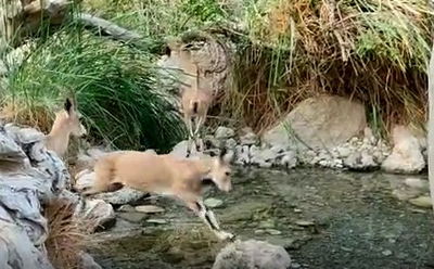 ירדו למעיין לשתות