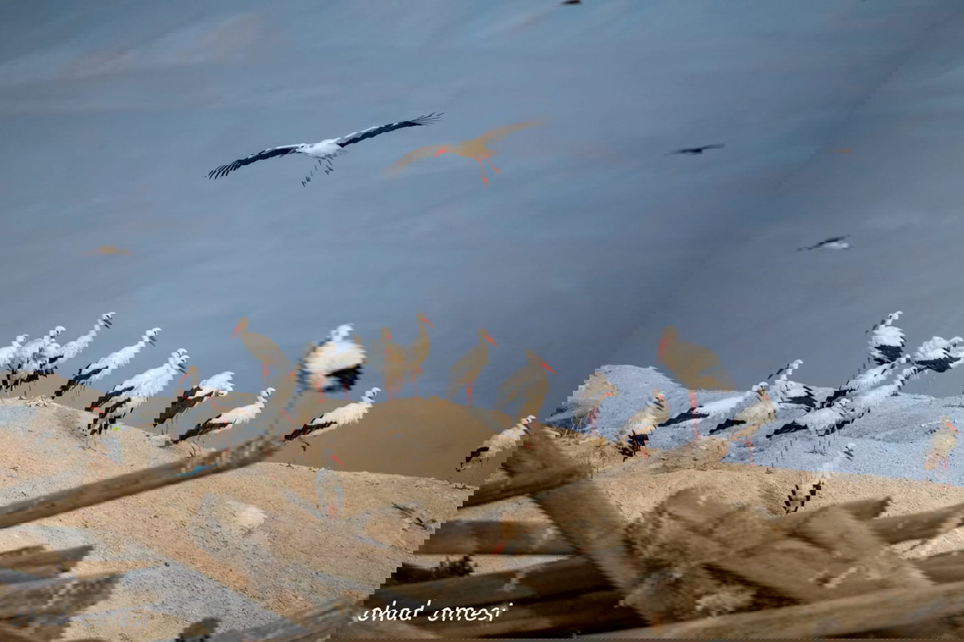 סיור מצולם מרהיב בנופי בקעת הירדן. תיעוד