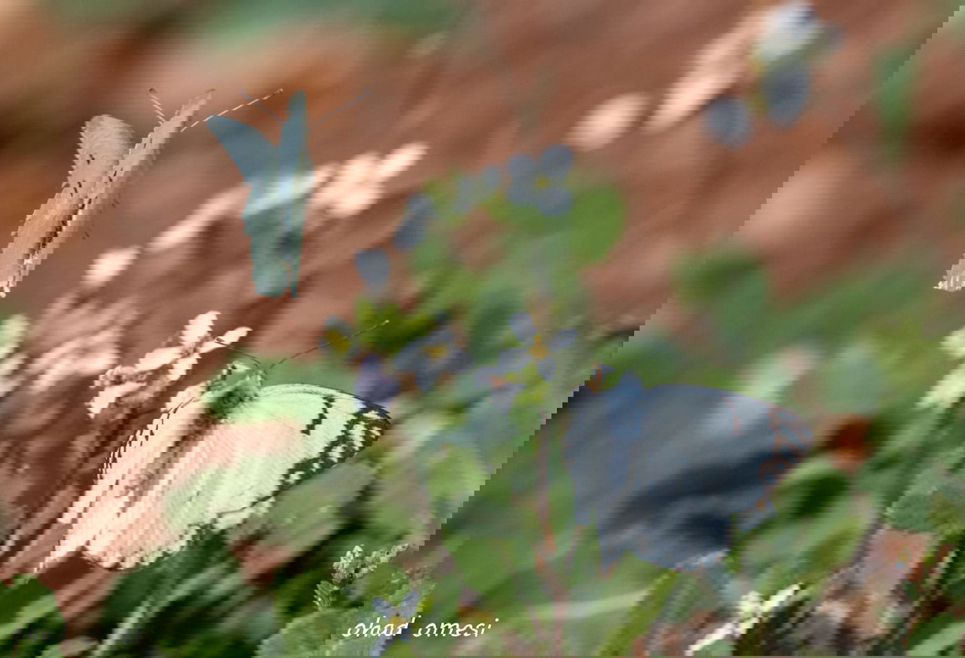 סיור מצולם מרהיב בנופי בקעת הירדן. תיעוד