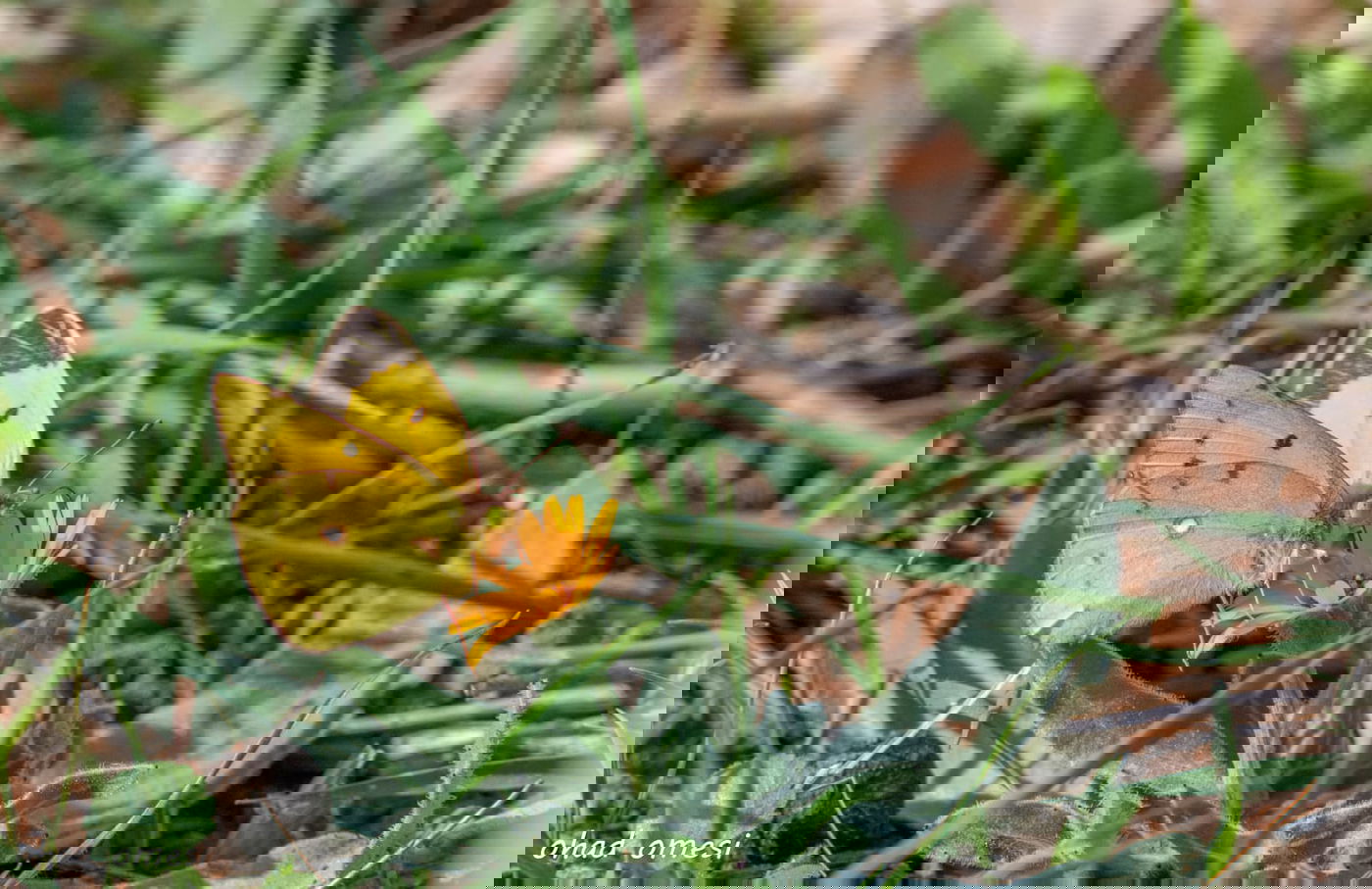 סיור מצולם מרהיב בנופי בקעת הירדן. תיעוד
