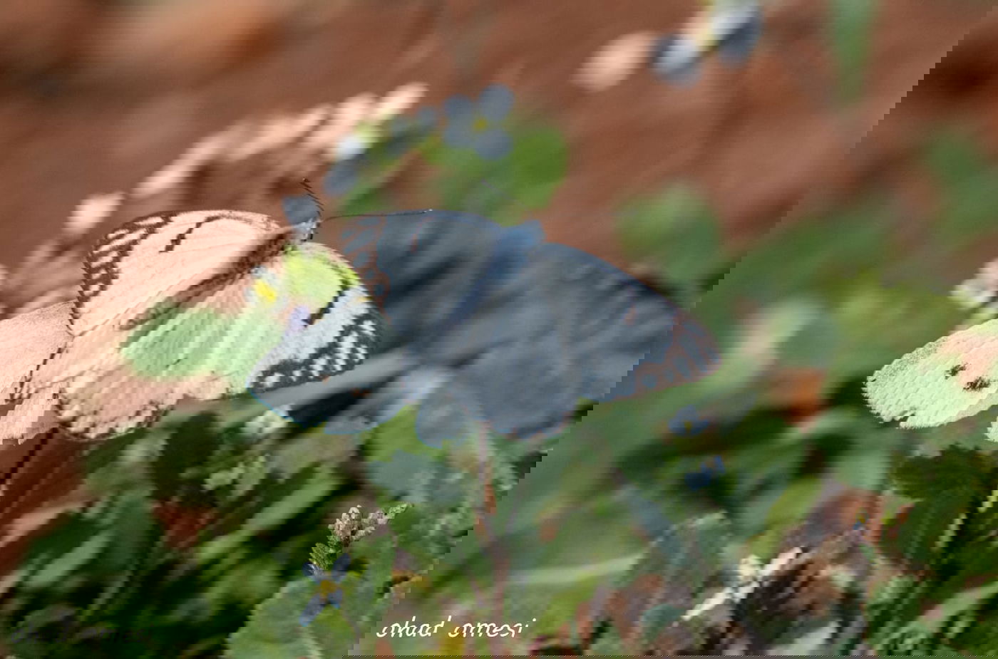 סיור מצולם מרהיב בנופי בקעת הירדן. תיעוד