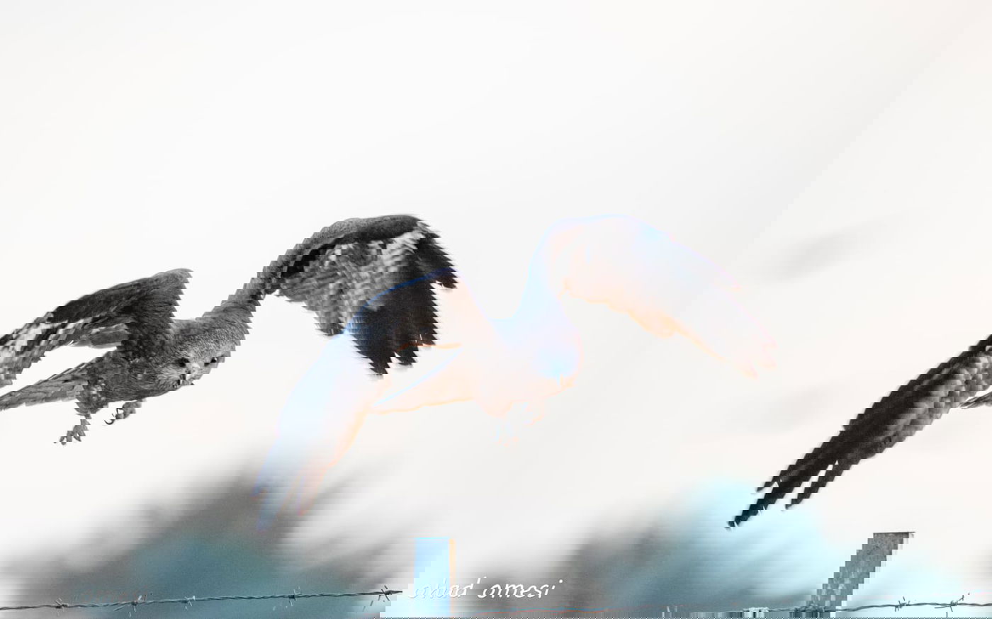 סיור מצולם מרהיב בנופי בקעת הירדן. תיעוד