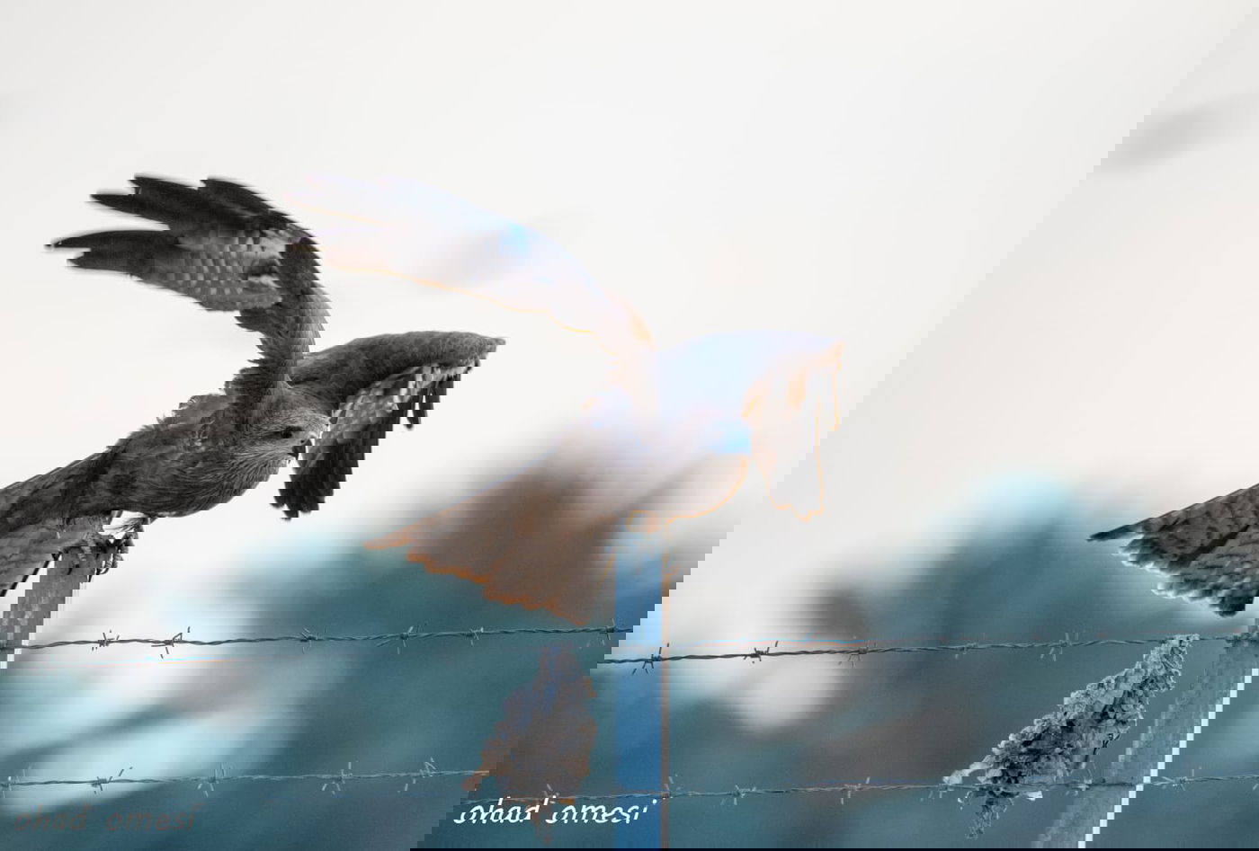 סיור מצולם מרהיב בנופי בקעת הירדן. תיעוד