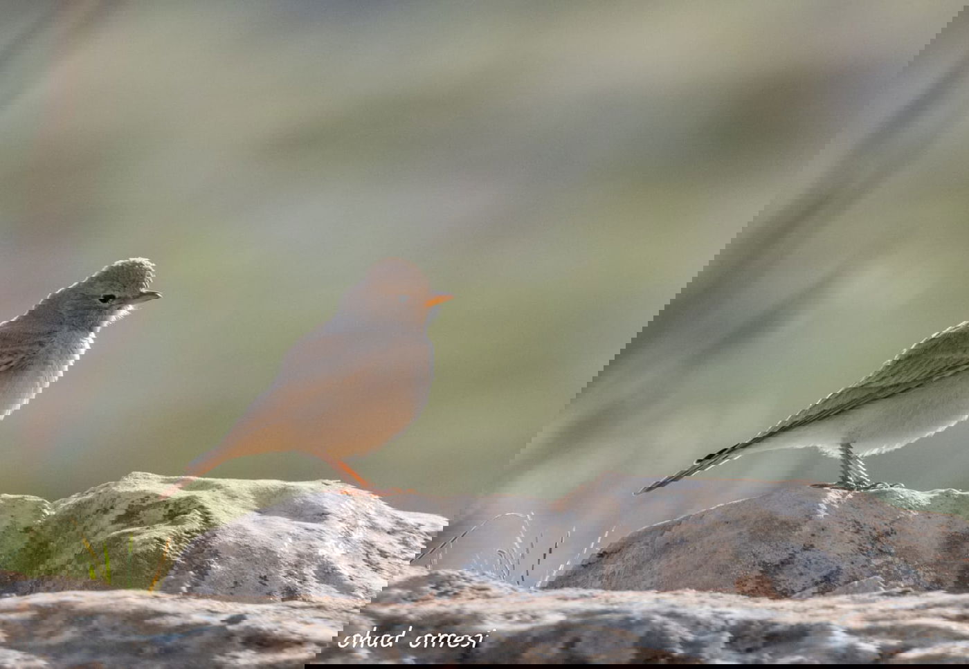 סיור מצולם מרהיב בנופי בקעת הירדן. תיעוד