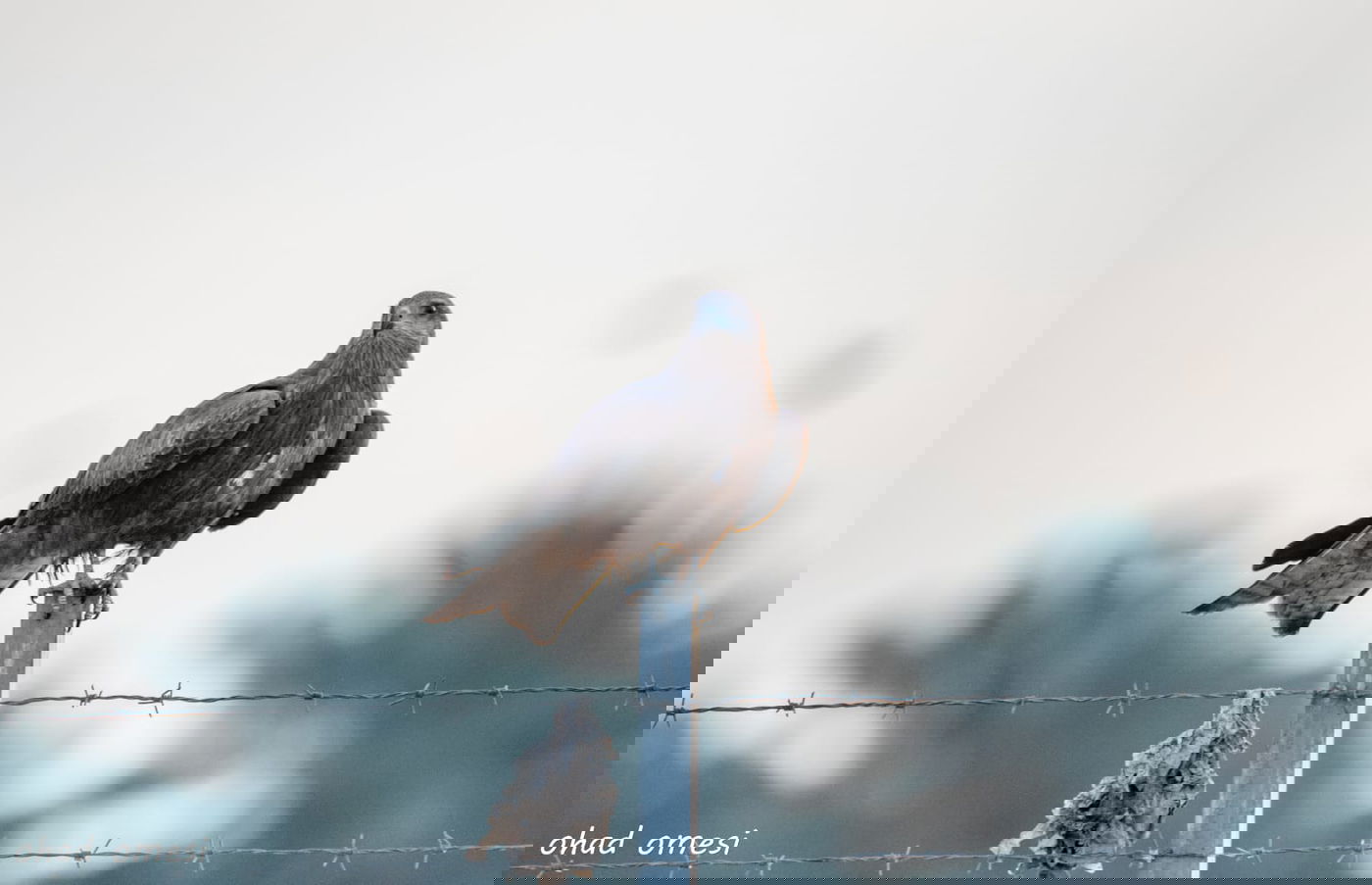 סיור מצולם מרהיב בנופי בקעת הירדן. תיעוד