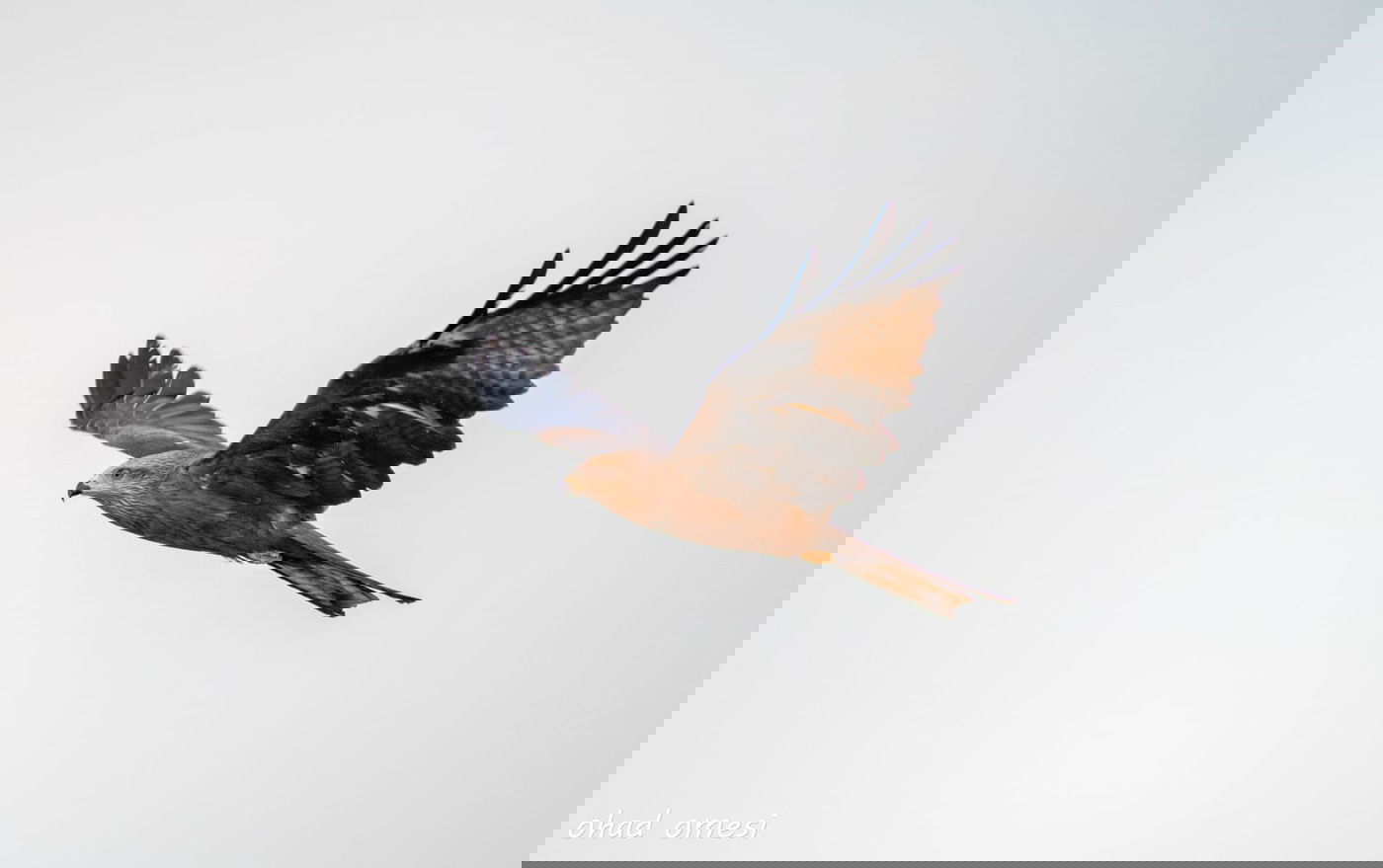 סיור מצולם מרהיב בנופי בקעת הירדן. תיעוד