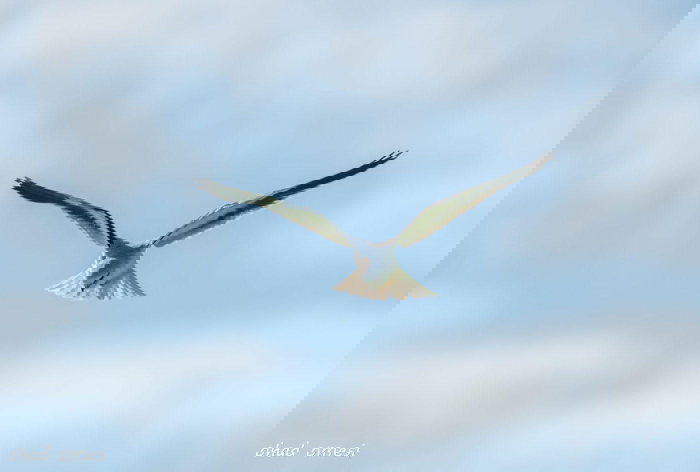 החרמון הסורי מושלג - החרמון הישראלי יבש